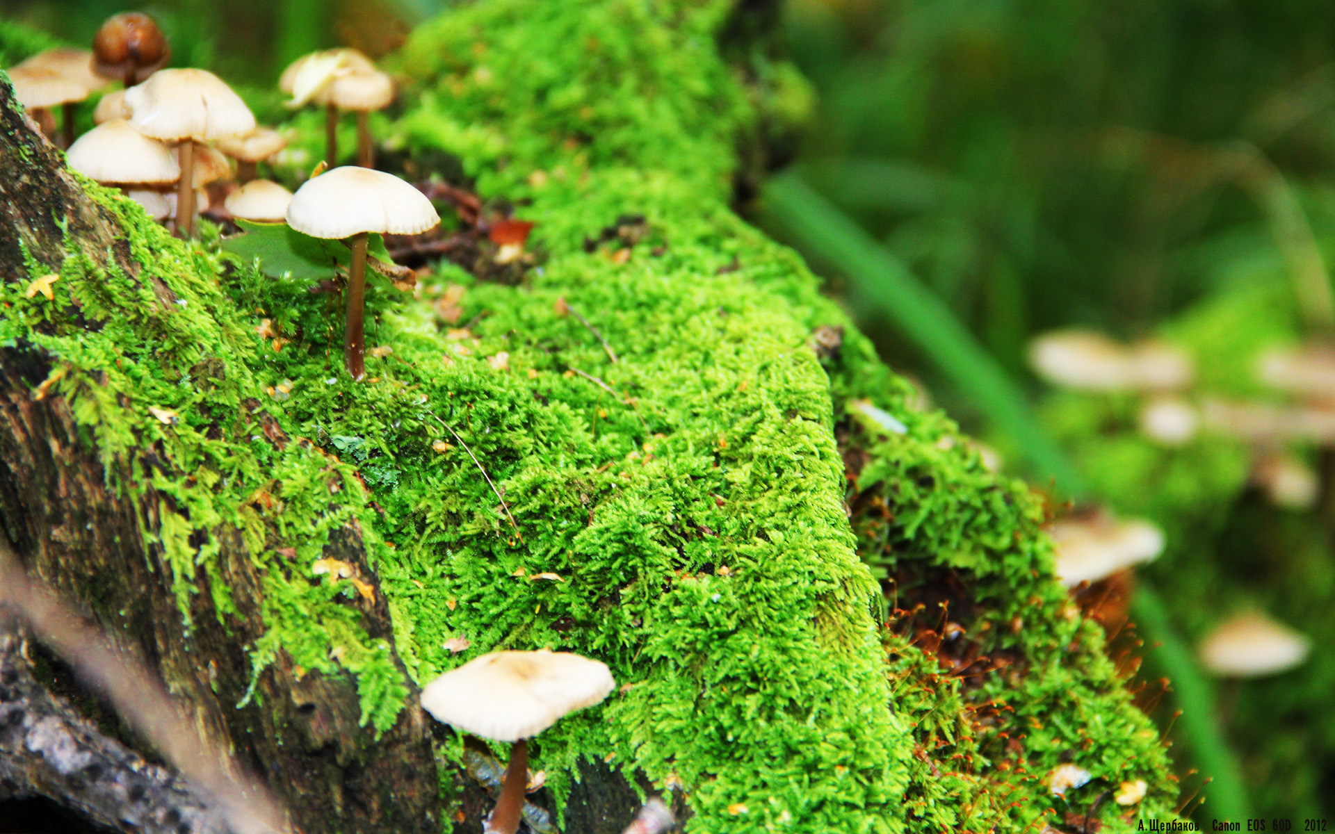 开云下载-马克西姆·格鲁塞男子100米蝶泳决赛亮相